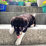 puppy, dog, stairs, concrete, plants, flower_pots, tongue_out, black_and_white, young_dog, outdoor, cute, pet, animal, walking, step_down, curious, small, fur, playful, nature
