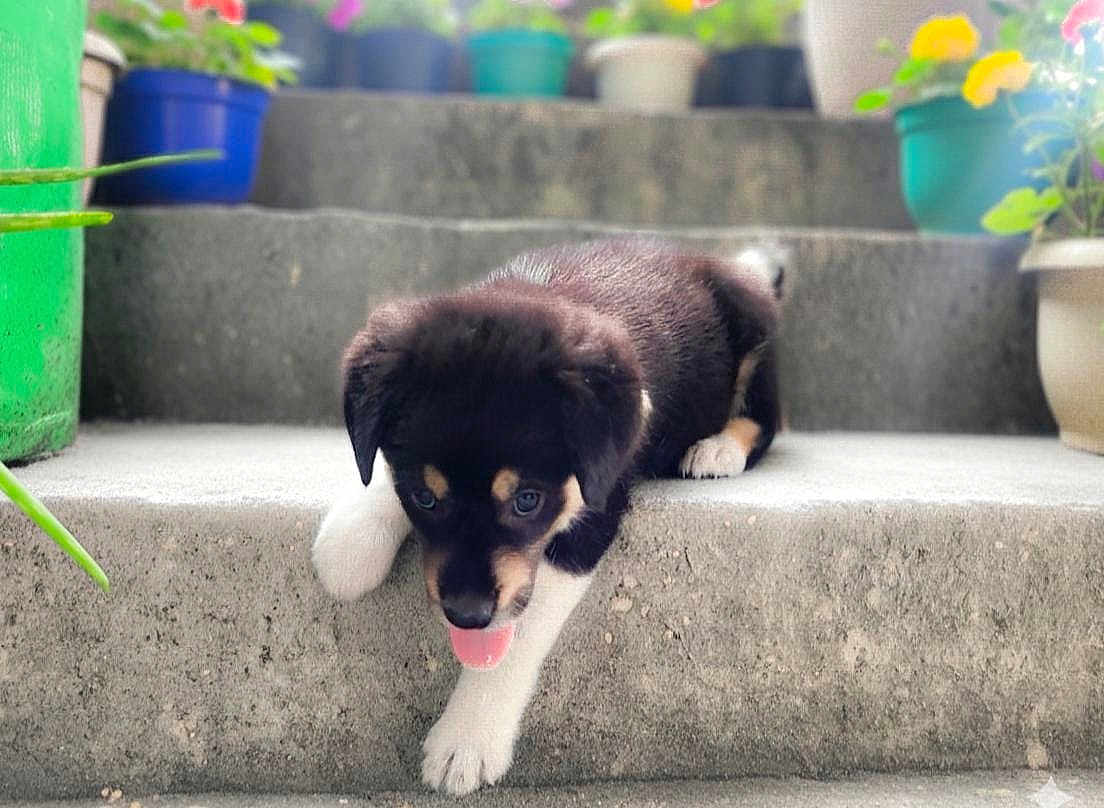 Zoro