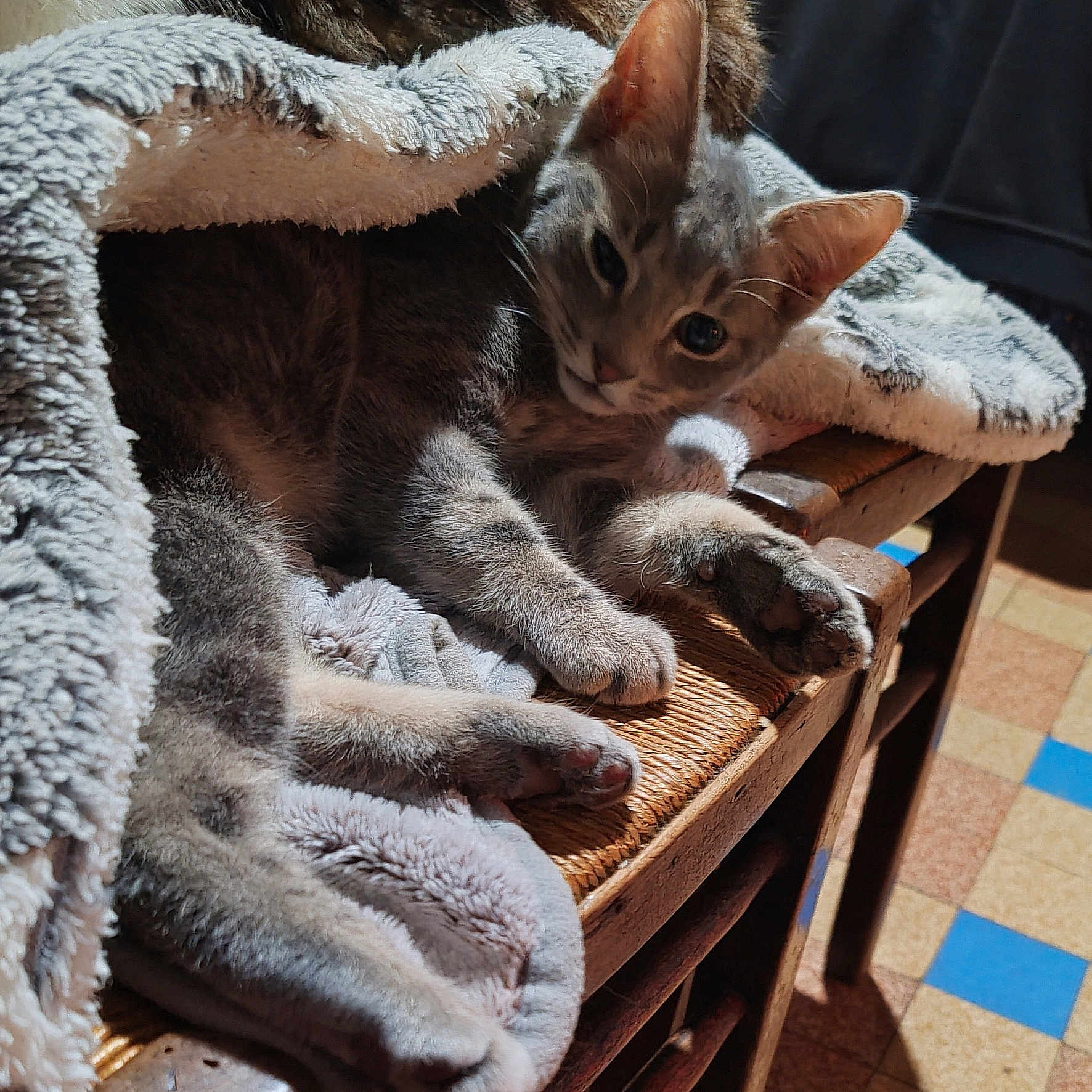 Quiquiche a rejoint le concours — aidez-le/la à gagner de superbes lots ! animal, blanket, cat, comfort, cozy, curious, floor_tiles, fur, furniture, home, indoor, paws, pet, relaxed, resting, soft_texture, striped_cat, sunlight, warm_light, wooden_chair