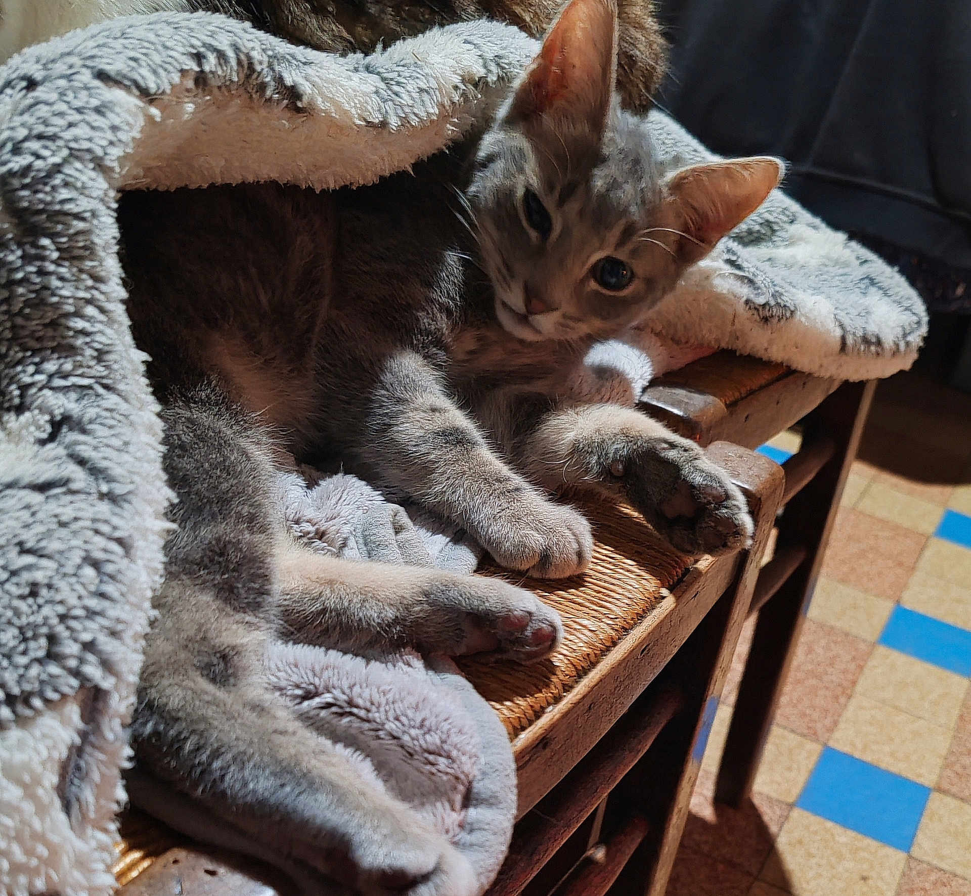 Quiquiche a rejoint le concours — aidez-le/la à gagner de superbes lots ! animal, blanket, cat, comfort, cozy, curious, floor_tiles, fur, furniture, home, indoor, paws, pet, relaxed, resting, soft_texture, striped_cat, sunlight, warm_light, wooden_chair
