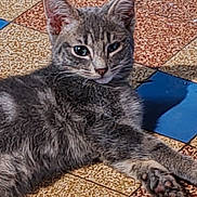 Quiquiche a rejoint le concours — aidez-le/la à gagner de superbes lots ! cat, tabby, gray_cat, animal, pet, floor, tile_floor, indoor, resting, paw, fur, whiskers, ears, cute, relaxed, mammal, laying_down, one_eye_closed, patterned_floor, close_up