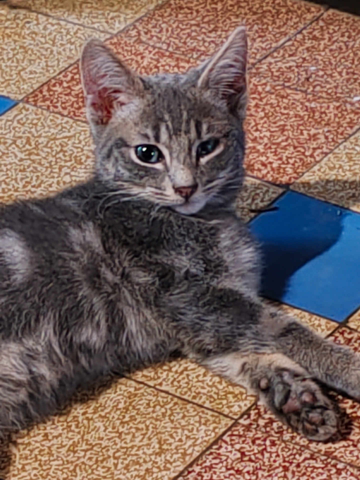 Quiquiche a rejoint le concours — aidez-le/la à gagner de superbes lots ! cat, tabby, gray_cat, animal, pet, floor, tile_floor, indoor, resting, paw, fur, whiskers, ears, cute, relaxed, mammal, laying_down, one_eye_closed, patterned_floor, close_up
