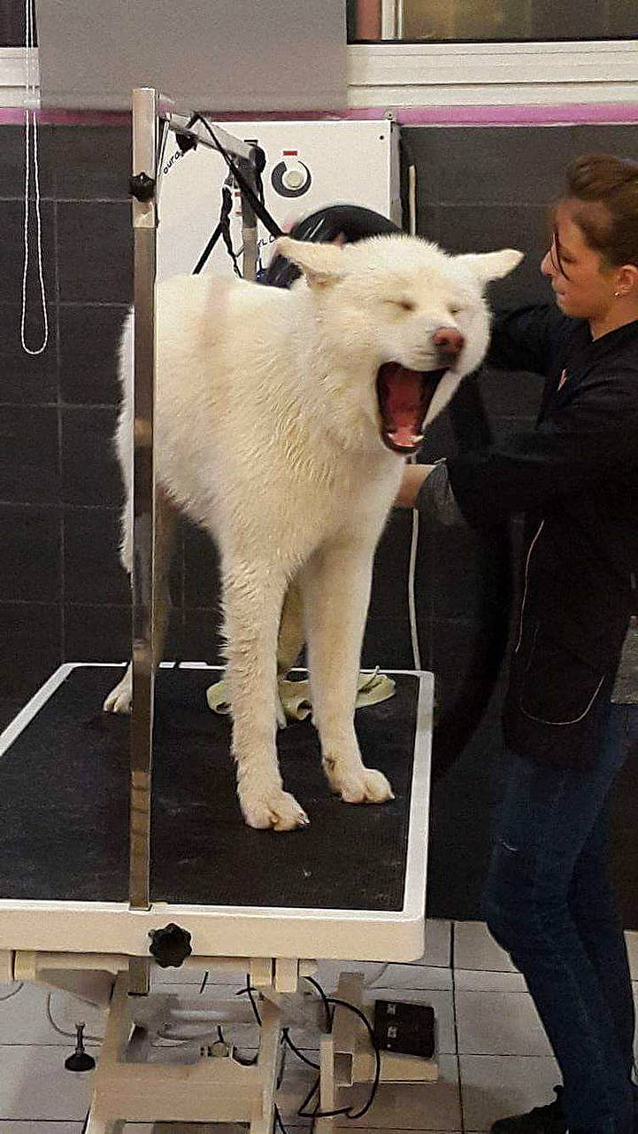 Kaïto participe au concours pour gagner de l'argent avec cette photo : ancient_dog_breeds, animal_training, canidae, carnivore, collar, companion_dog, dog_breed, fur, fur_clothing, giant_dog_breed, jaw, machine, metal, non_sporting_group, snout, sporting_group, working_animal