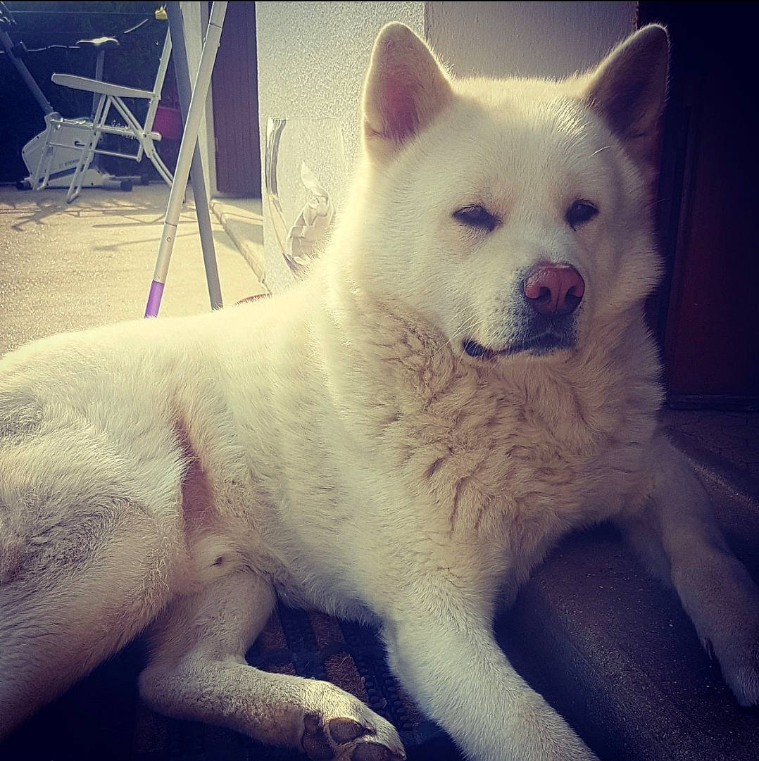 Kaïto participe au concours pour gagner de l'argent avec cette photo : akita, akita_inu, ancient_dog_breeds, canaan_dog, canadian_eskimo_dog, canidae, carnivore, dog, dog_breed, greenland_dog, hokkaido, indian_spitz, kintamani, kishu, korean_jindo_dog, mammal, pungsan_dog, rare_breed_dog, sky, vertebrate