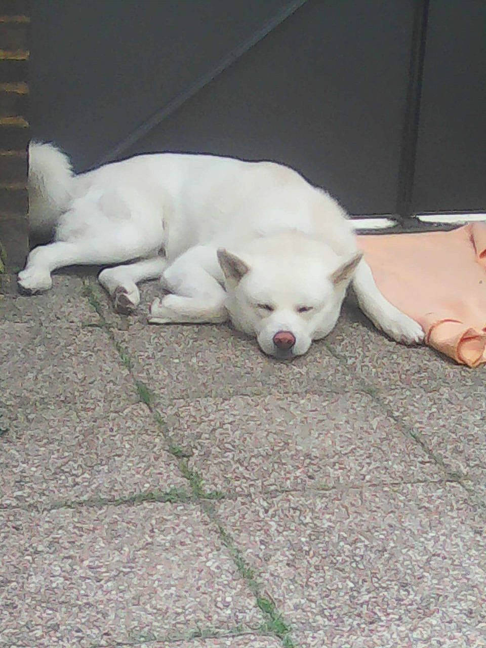 Kaïto a rejoint le concours — aidez-le/la à gagner de superbes lots ! canidae, carnivore, collar, comfort, companion_dog, dog, dog_breed, fawn, flooring, fur, non_sporting_group, paw, snout, sporting_group, tail, terrestrial_animal, toy_dog, whiskers, wood, working_animal