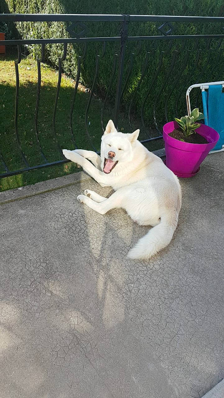 Kaïto participe au concours pour gagner de l'argent avec cette photo : asphalt, carnivore, companion_dog, dog, dog_breed, domestic_short_haired_cat, fawn, felidae, fence, flowerpot, grass, houseplant, paw, plant, road_surface, sidewalk, small_to_medium_sized_cats, spitz, tail, whiskers