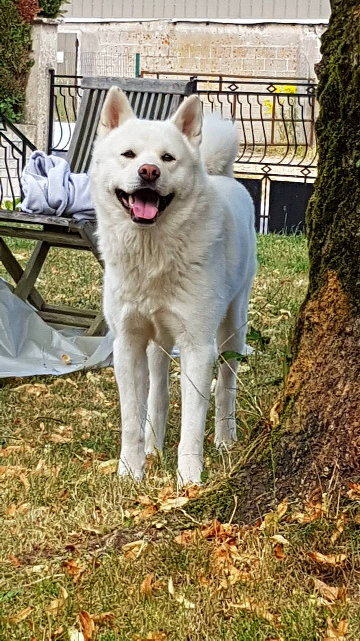 Kaïto a rejoint le concours — aidez-le/la à gagner de superbes lots ! ancient_dog_breeds, canidae, canis, carnivore, chair, collar, companion_dog, dog, dog_breed, fang, grass, non_sporting_group, outdoor_furniture, plant, sporting_group, tail, terrestrial_animal, wolf, working_animal, working_dog