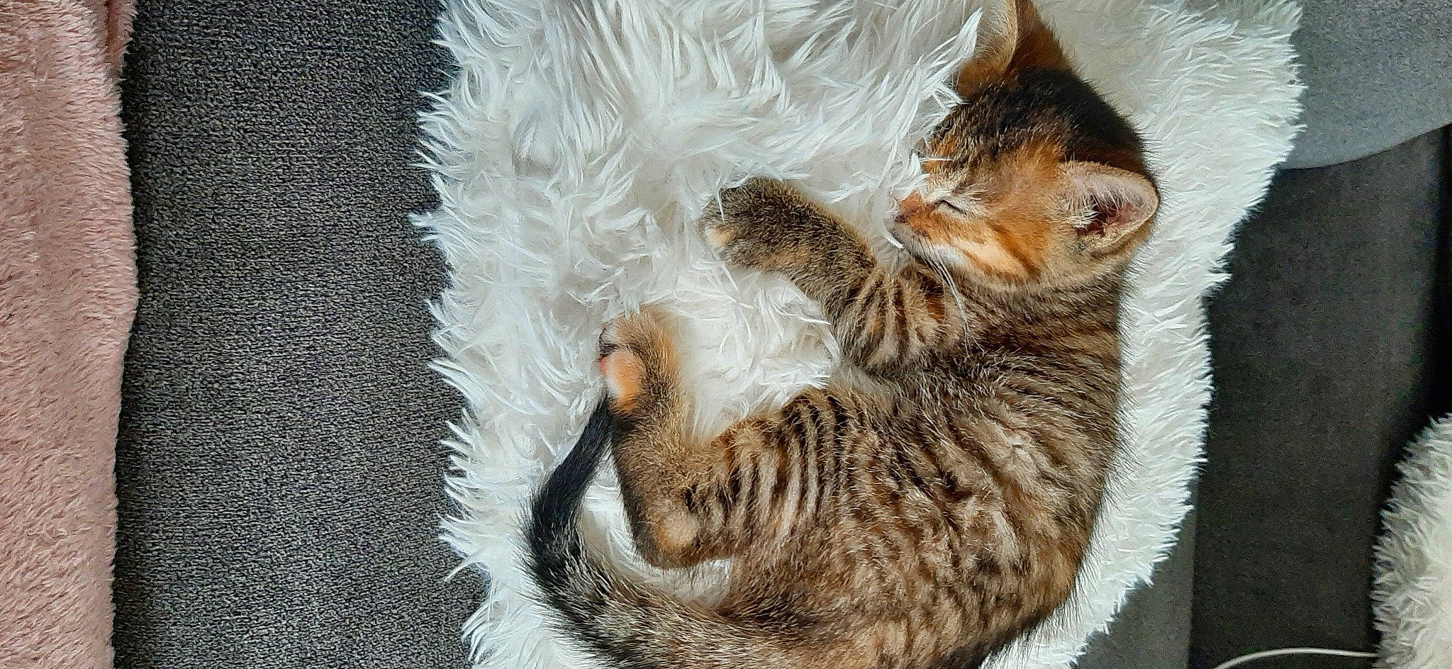 Milka participe au concours pour gagner de l'argent avec cette photo : carnivore, cat, cat_bed, cat_furniture, claw, comfort, domestic_short_haired_cat, fawn, felidae, fur, grey, nap, paw, small_to_medium_sized_cats, snout, tail, whiskers