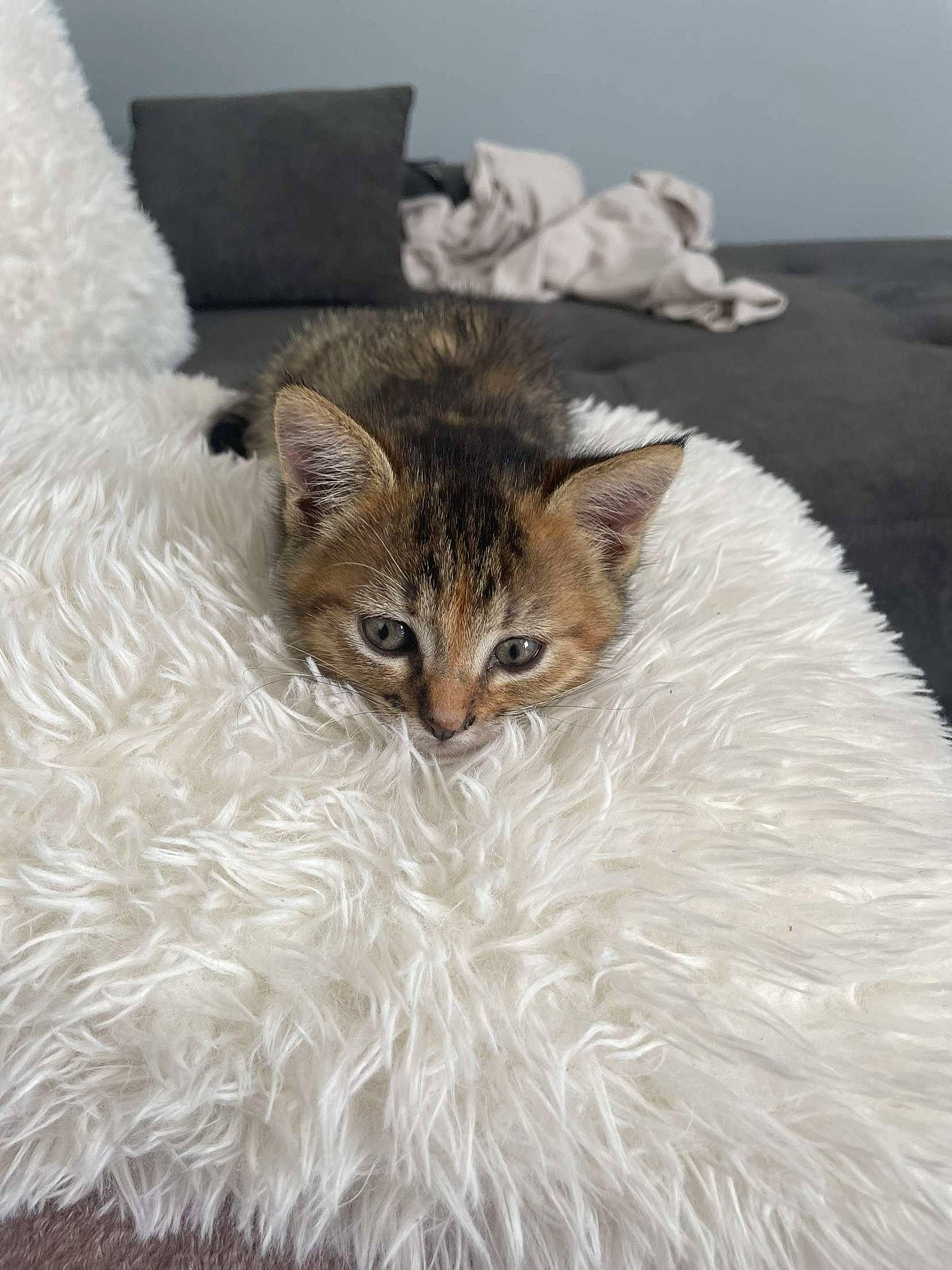 Milka a rejoint le concours — aidez-le/la à gagner de superbes lots ! art, carnivore, cat, claw, comfort, domestic_short_haired_cat, event, fawn, felidae, fur, painting, plant, small_to_medium_sized_cats, snout, tail, terrestrial_animal, tree, whiskers, wildlife, window