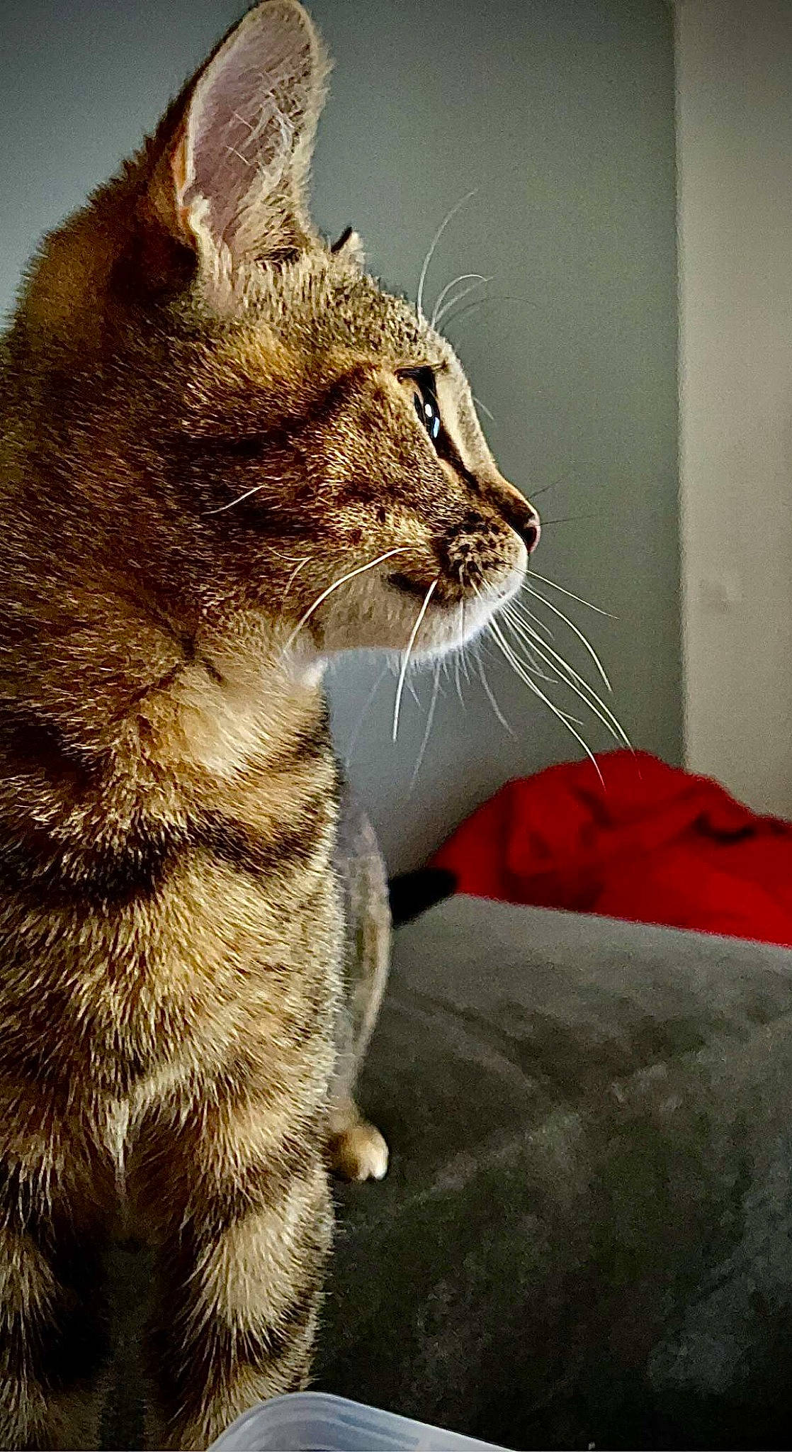 Milka participe au concours pour gagner de l'argent avec cette photo : carnivore, cat, claw, comfort, domestic_short_haired_cat, felidae, fur, grey, paw, plant, shadow, sitting, small_to_medium_sized_cats, snout, tail, terrestrial_animal, whiskers, wildlife, window