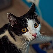 Praline participe au concours pour gagner de l'argent avec cette photo : cat, black_and_white, yellow_eyes, close_up, whiskers, fur, pet, animal, indoor, curious, portrait, blurred_background, mammal, feline, looking, ears, pink_nose, domestic_cat, soft_light, focus
