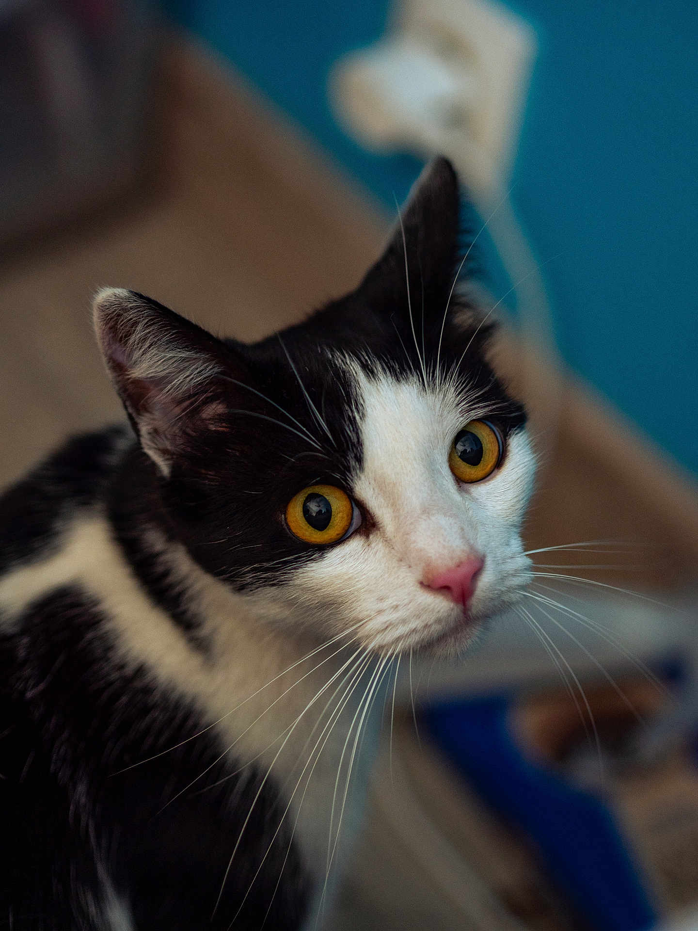 Praline participe au concours pour gagner de l'argent avec cette photo : cat, black_and_white, yellow_eyes, close_up, whiskers, fur, pet, animal, indoor, curious, portrait, blurred_background, mammal, feline, looking, ears, pink_nose, domestic_cat, soft_light, focus