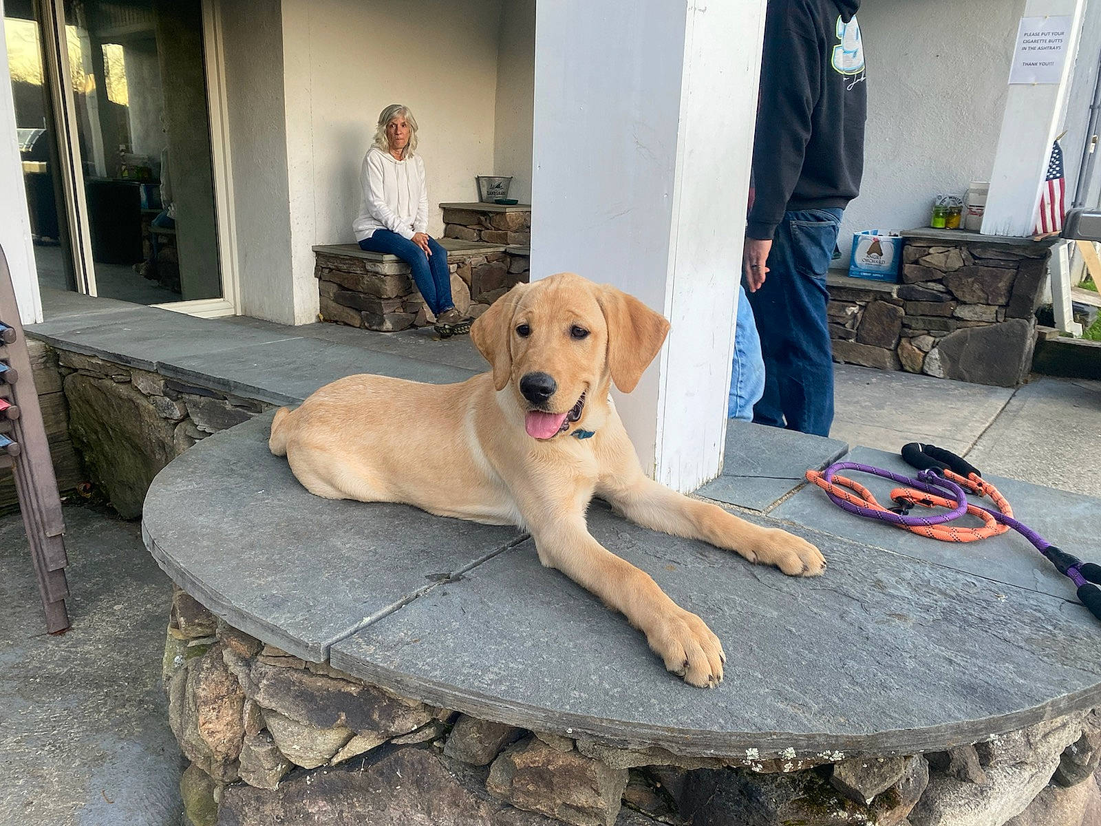 Kitana is registered to the contest to win money with this photo: carnivore, chair, collar, companion_dog, dog, dog_breed, dog_collar, door, fawn, floor, flooring, hardwood, leash, leisure, pet_supply, plant, sidewalk, sitting, sporting_group, working_animal