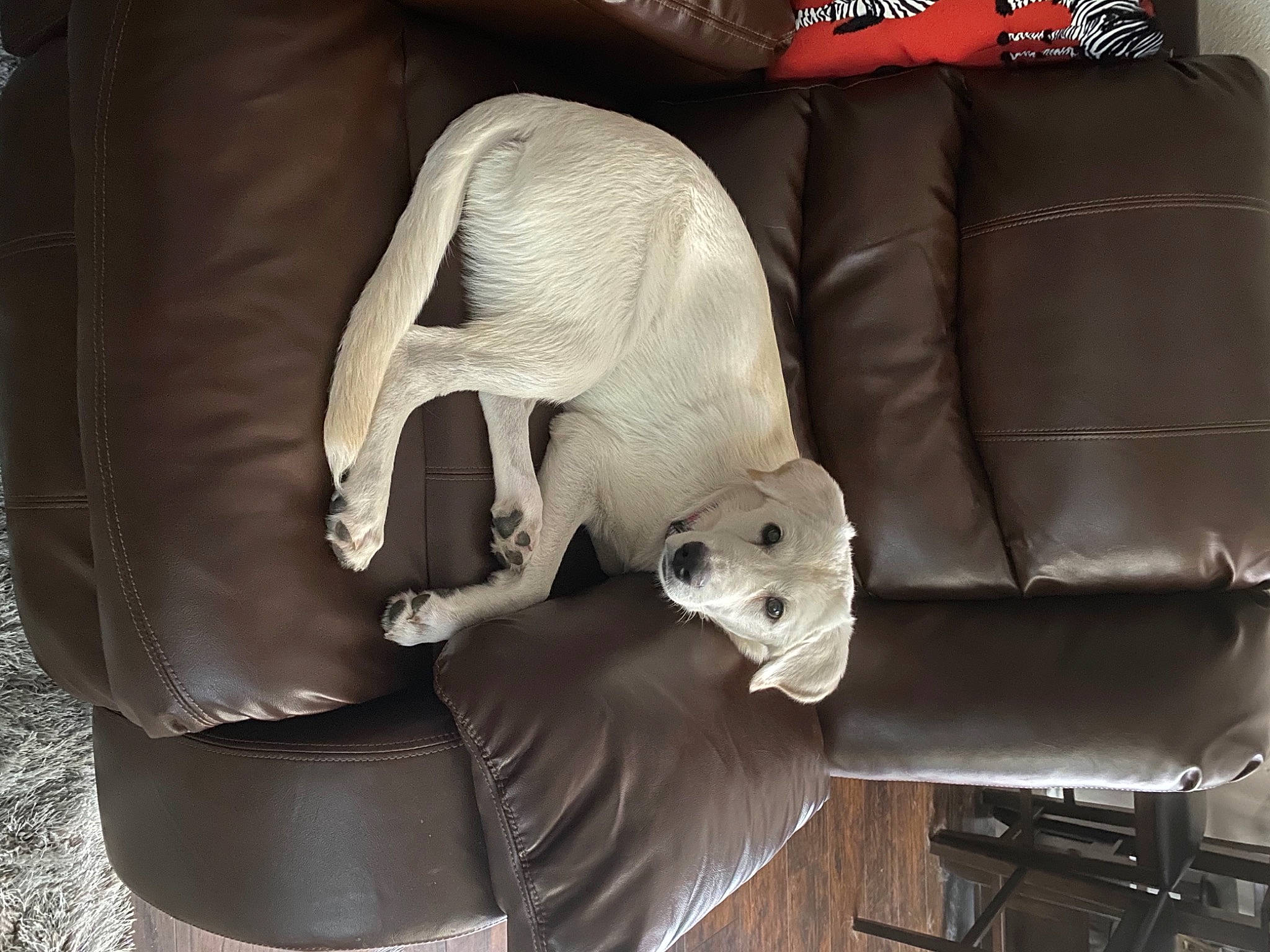 Juniper joined the competition — help win amazing prizes! armrest, brown, canidae, carnivore, companion_dog, couch, futon, futon_pad, leather, liver, silver, slipcover, snout, sofa_bed, studio_couch, vertebrate