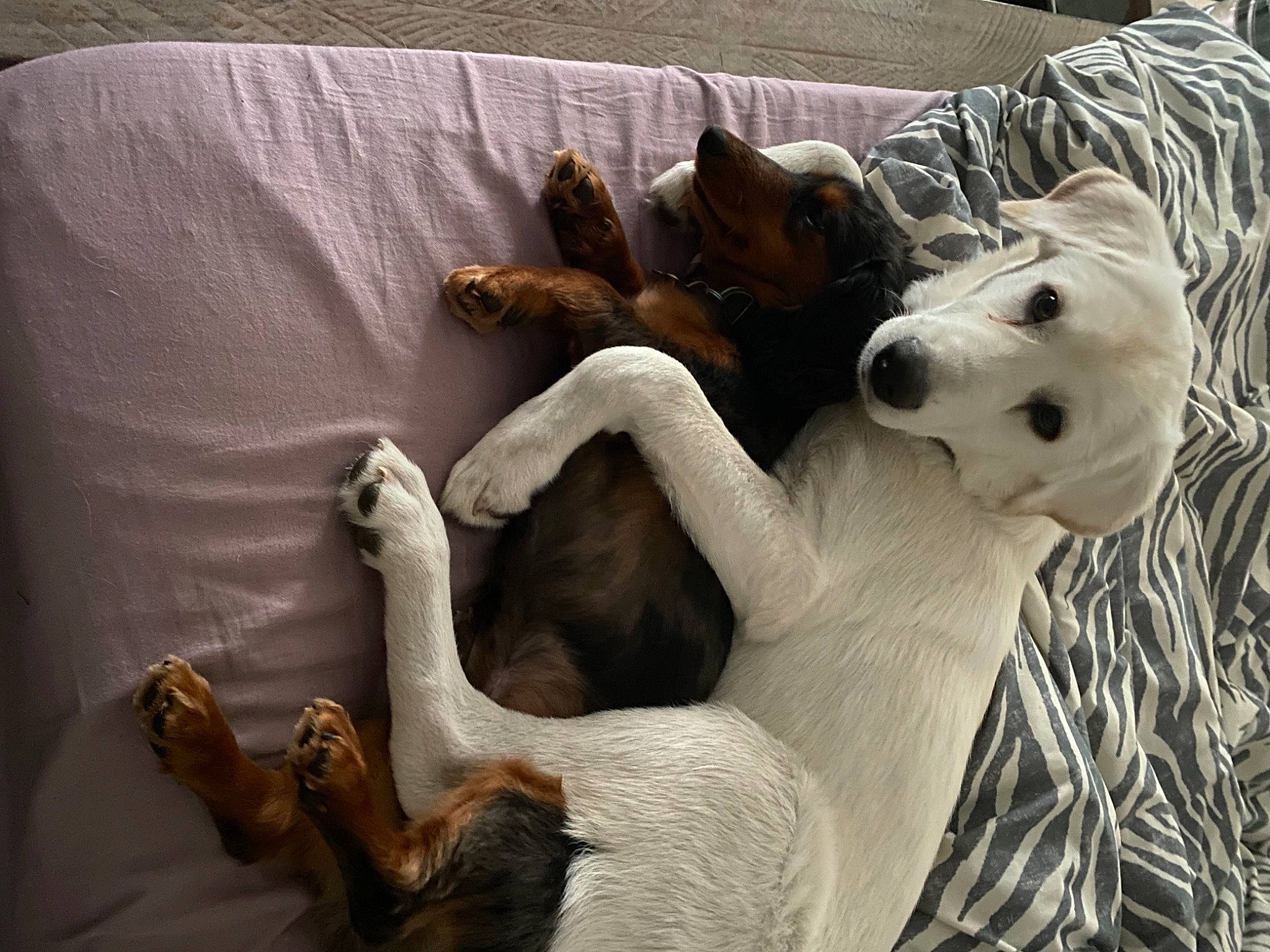 Juniper is registered to the contest to win money with this photo: adaptation, canidae, companion_dog, dog, dog_breed, fawn, linens, terrestrial_animal, working_animal, working_dog