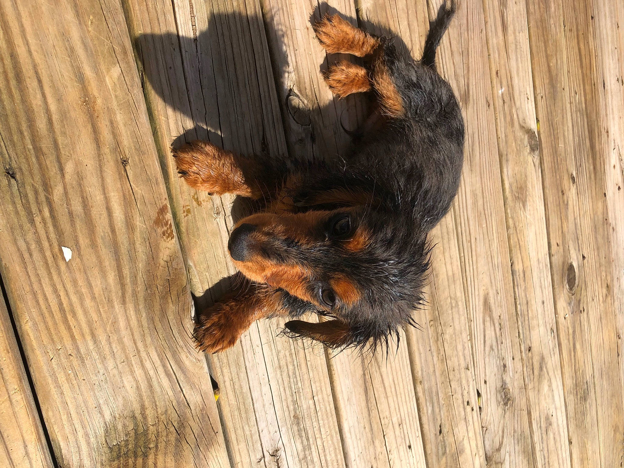 Schotzi is registered to the contest to win money with this photo: brown, canidae, carnivore, dog, dog_breed, fawn, fur, hardwood, liver, paw, plank, plywood, skin, snout, wood, wood_flooring, wood_stain, working_dog