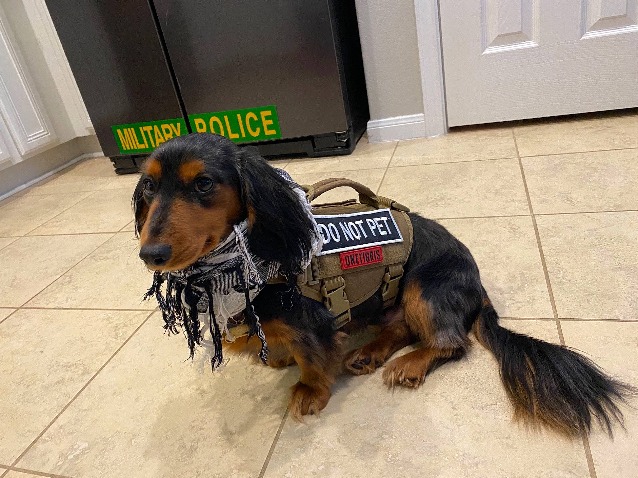 Schotzi is registered to the contest to win money with this photo: brown, canidae, carnivore, collar, companion_dog, dog, dog_breed, dog_supply, floor, flooring, fur, leash, liver, pet_supply, snout, sporting_group, television, tile, window_blind, working_animal