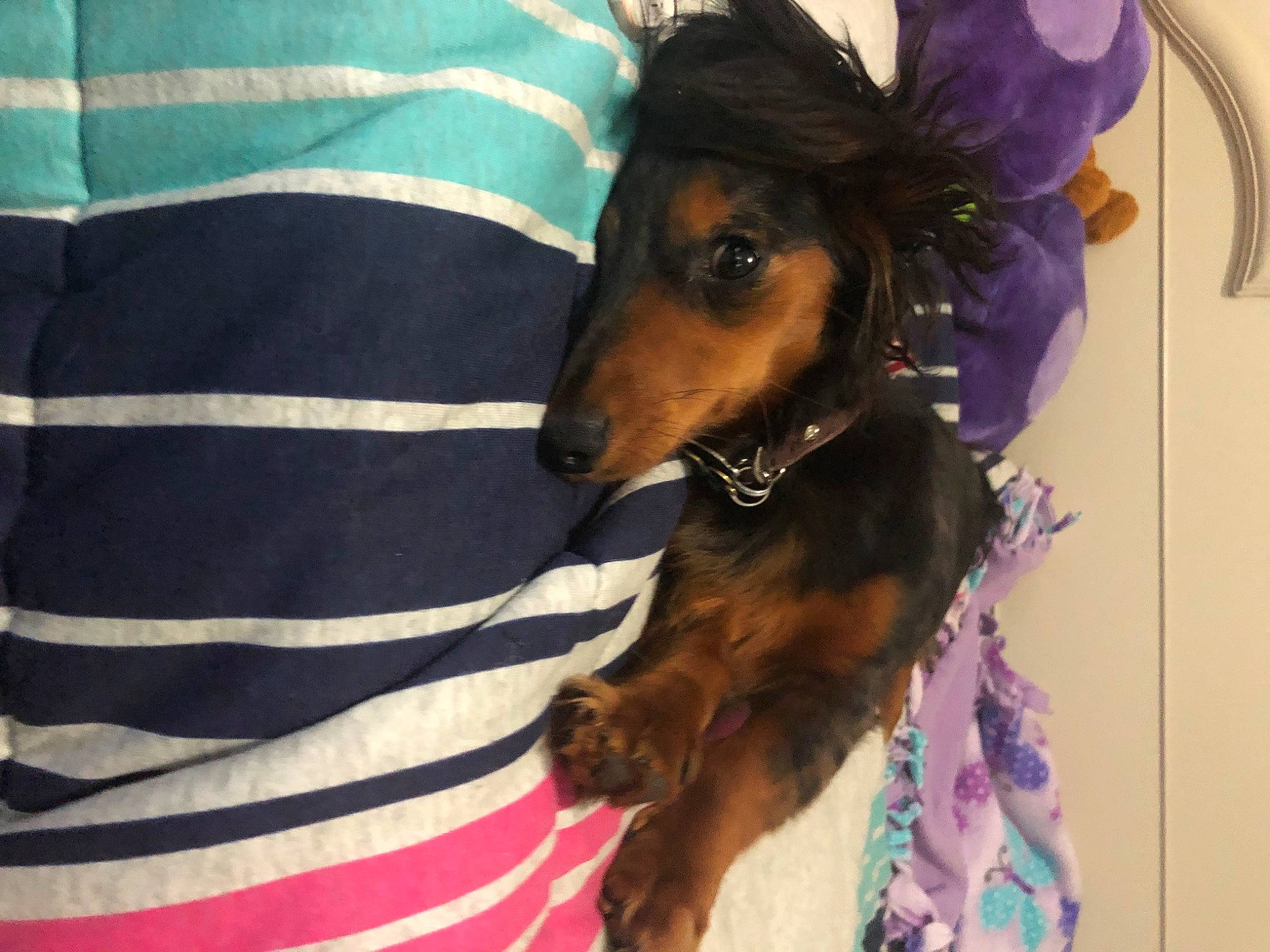 Schotzi joined the competition — help win amazing prizes! active_shirt, canidae, carnivore, collar, companion_dog, dog, dog_breed, dog_supply, fur, guard_dog, lavender, liver, paw, pet_supply, purple, snout, sporting_group, textile, working_animal, working_dog