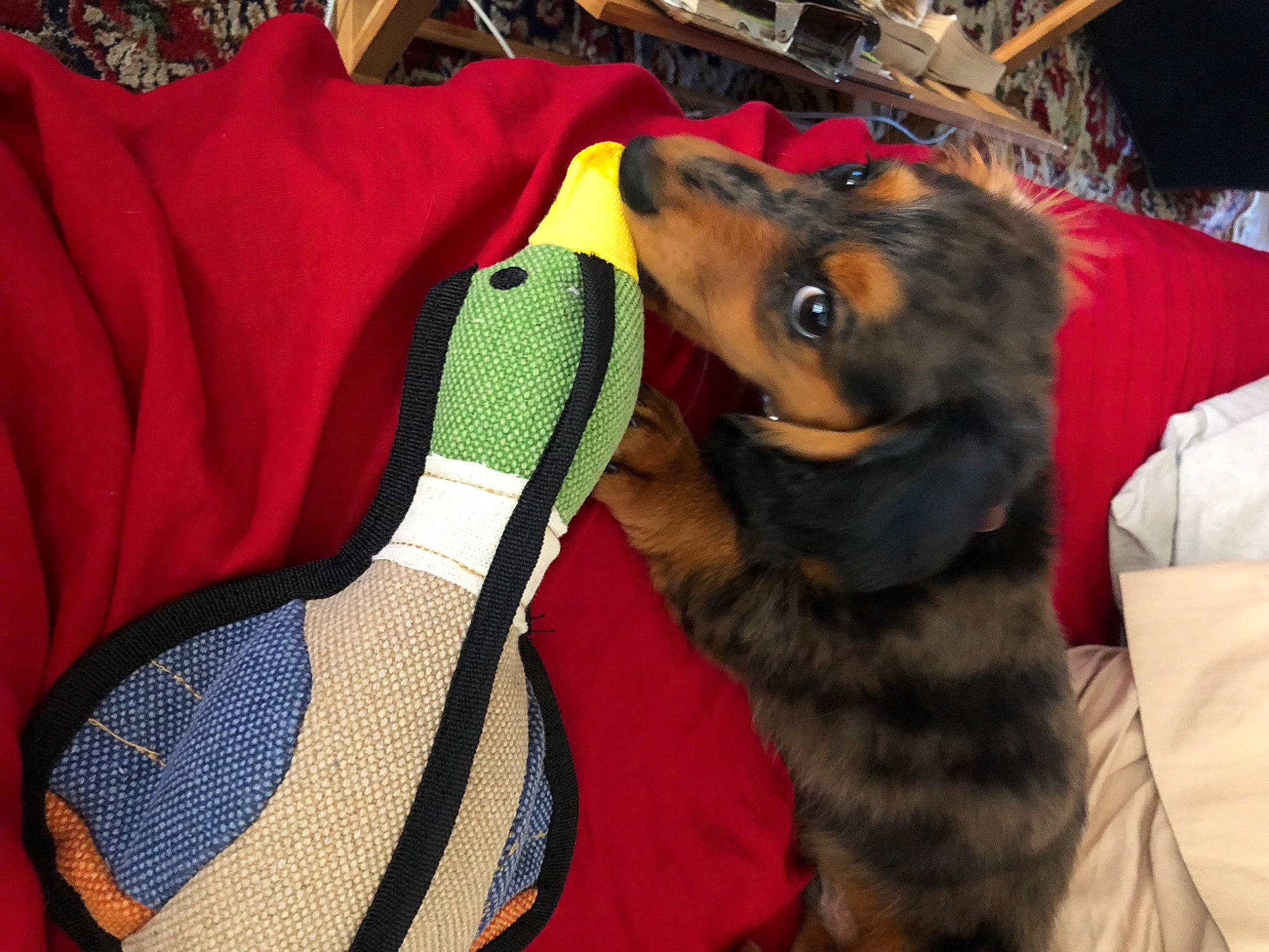 Schotzi is registered to the contest to win money with this photo: canidae, carnivore, collar, companion_dog, couch, dog, dog_breed, dog_clothes, dog_collar, dog_supply, fur, guard_dog, hunting_dog, pet_supply, pillow, snout, sporting_group, tongue, working_animal, working_dog