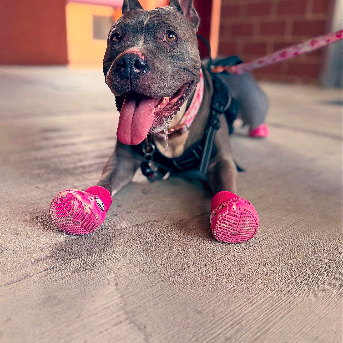 Rosie joined the competition — help win amazing prizes! animal, brick_wall, canine, close_up, collar, concrete_floor, dog, drool, ears_up, happy, harness, leash, outdoor, panting, pet, pink_boots, playful, tongue_out, urban, walk