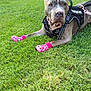 alert, animal, canine, collar, cute, daylight, dog, ears, four_legs, grass, grass_field, harness, leash, muzzle, nature, outdoor, pet, pink_booties, resting, service_dog