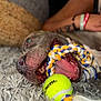 animal, bracelet, carpet, chewing, close_up, dog, fur, indoor, laying_down, mouth, paw, person, pet, playing, relaxing, rope_toy, tattoo, tennis_ball, tongue, toy
