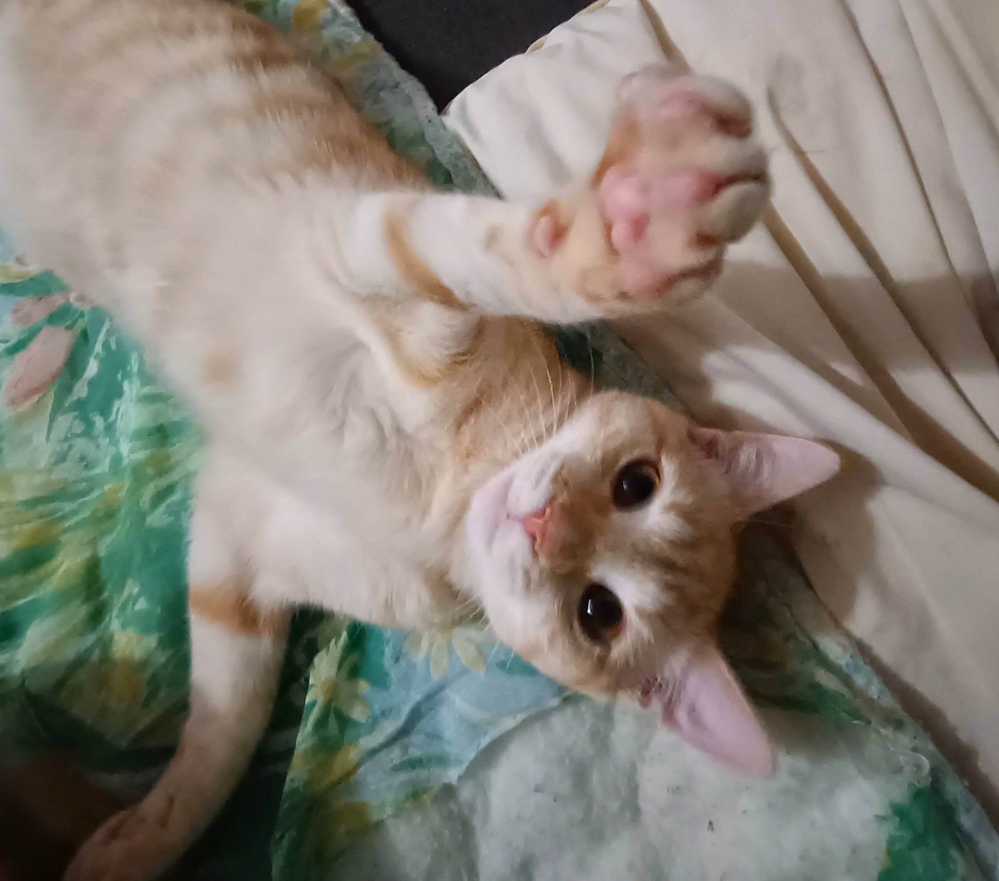 Nala participe au concours pour gagner de l'argent avec cette photo : carnivore, cat, claw, domestic_short_haired_cat, ear, eyelash, fawn, felidae, finger, fur, gesture, grass, nail, paw, plant, small_to_medium_sized_cats, snout, tail, vertebrate, whiskers