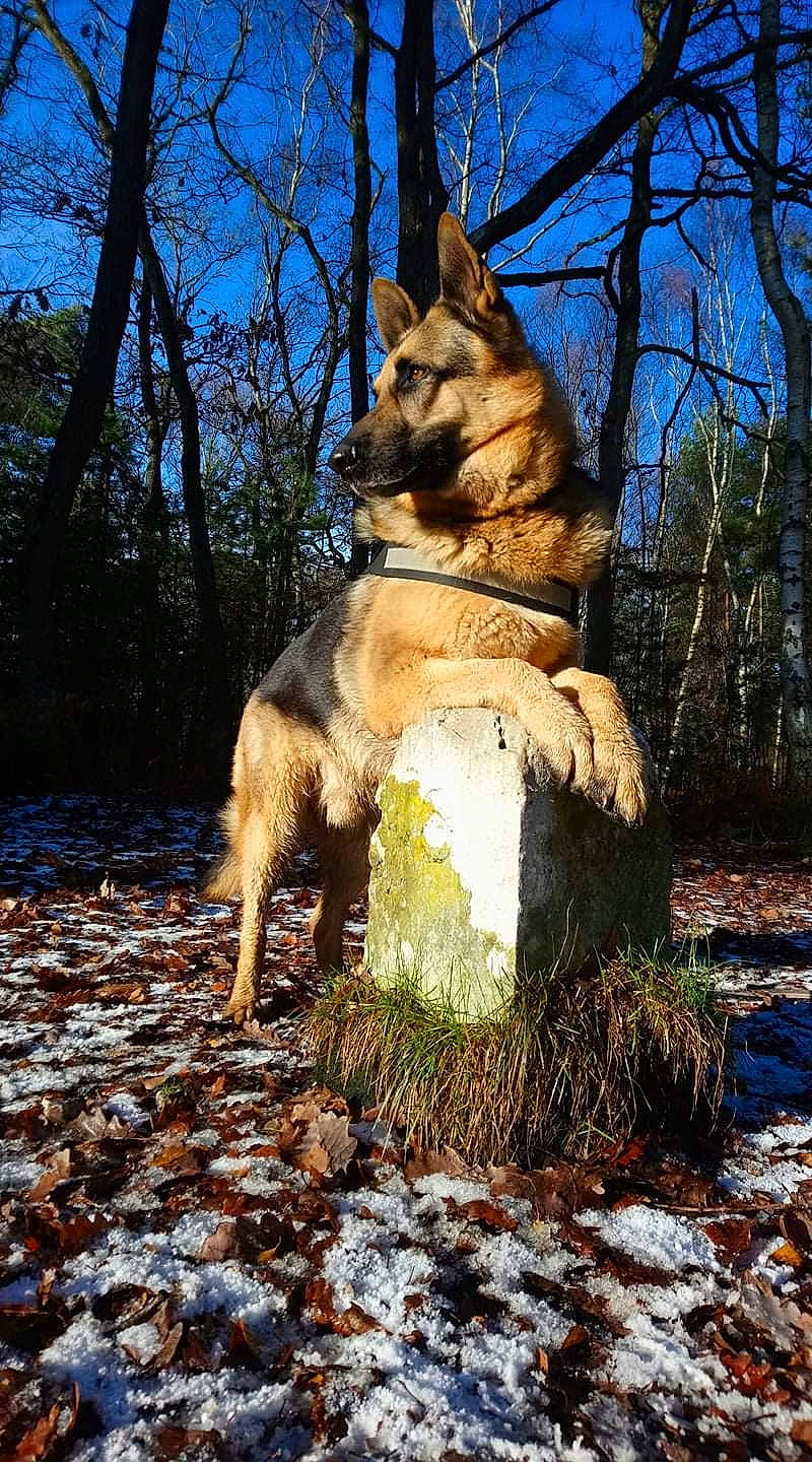 Jäger participe au concours pour gagner de l'argent avec cette photo : canidae, carnivore, czechoslovakian_wolfdog, dog, dog_breed, east_european_shepherd, east_siberian_laika, fawn, finnish_spitz, german_shepherd_dog, king_shepherd, kunming_wolfdog, mammal, norwegian_buhund, norwegian_elkhound, norwegian_lundehund, swedish_vallhund, tree, west_siberian_laika, wolfdog
