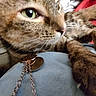 Autumn joined the competition — help win amazing prizes! animal, blue, brown, cat, chain, close_up, cozy, domestic, fabric, fur, green_eye, indoor, necklace, paws, pet, relaxed, resting, striped, tabby, whiskers