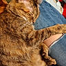 Autumn joined the competition — help win amazing prizes! animal, black, brown, casual, cat, comfort, cozy, dog, friendship, furry, indoor, jeans, lap, orange, person, pet, relaxed, resting, sleeping, tabby_cat