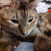 Autumn is registered to the contest to win money with this photo: animal, blanket, cat, close_up, cozy, curious, cute, ears, face, feline, fur, home, indoor, paws, pet, relaxed, resting, soft, tabby, whiskers