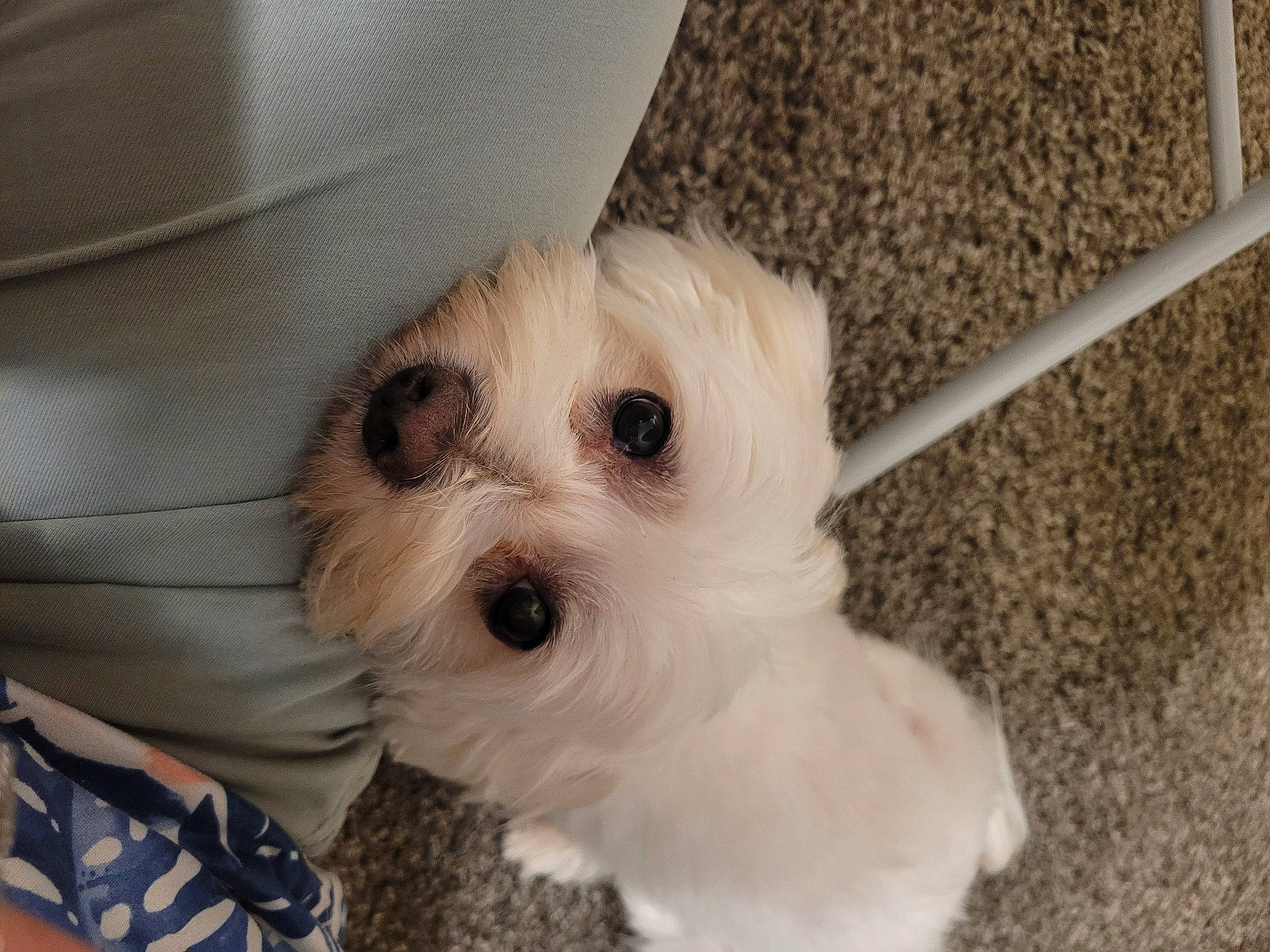 Linki a rejoint le concours — aidez-le/la à gagner de superbes lots ! canidae, carnivore, companion_dog, dog, dog_breed, dog_supply, fashion_accessory, fawn, fur, mal_shi, maltepoo, non_sporting_group, pet_supply, shih_poo, small_terrier, snout, sporting_group, terrier, toy_dog, working_animal