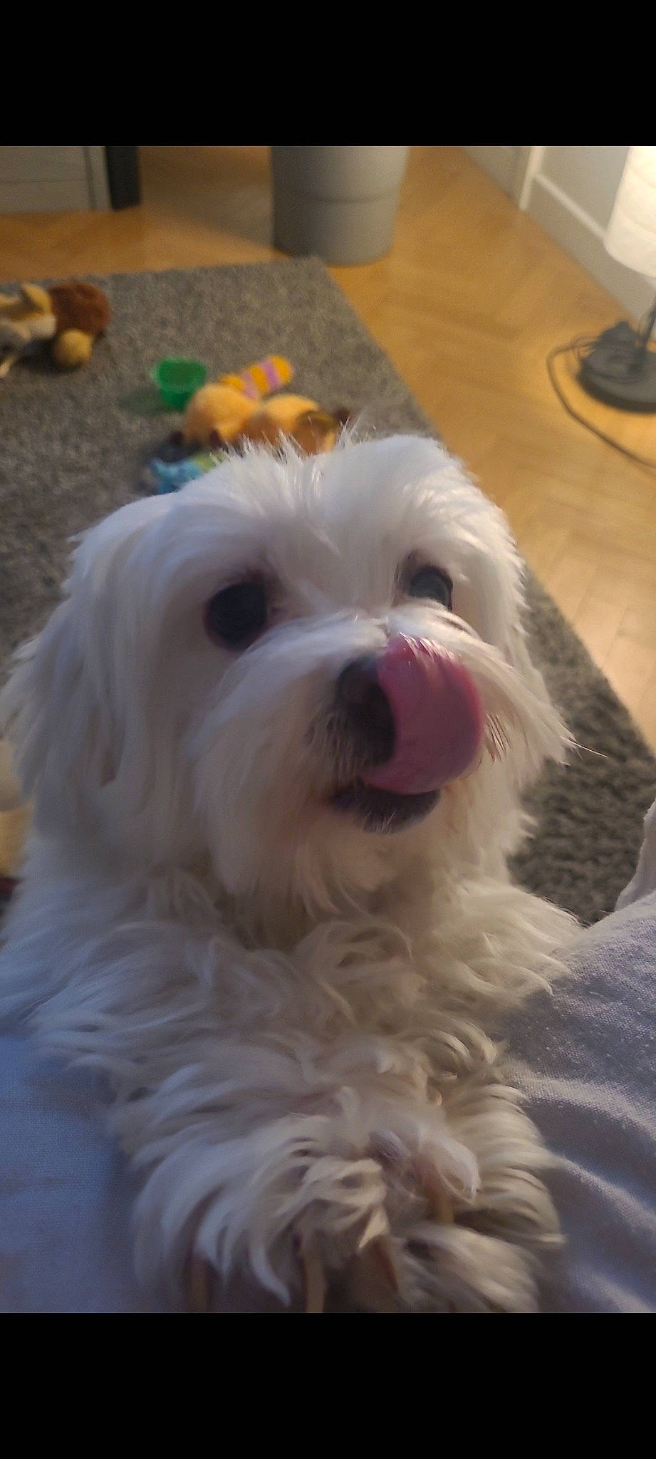 Linki participe au concours pour gagner de l'argent avec cette photo : canidae, carnivore, companion_dog, dog, dog_breed, fang, flooring, fur, labradoodle, maltepoo, non_sporting_group, plant, small_terrier, snout, sporting_group, terrier, toy_dog, whiskers, working_animal