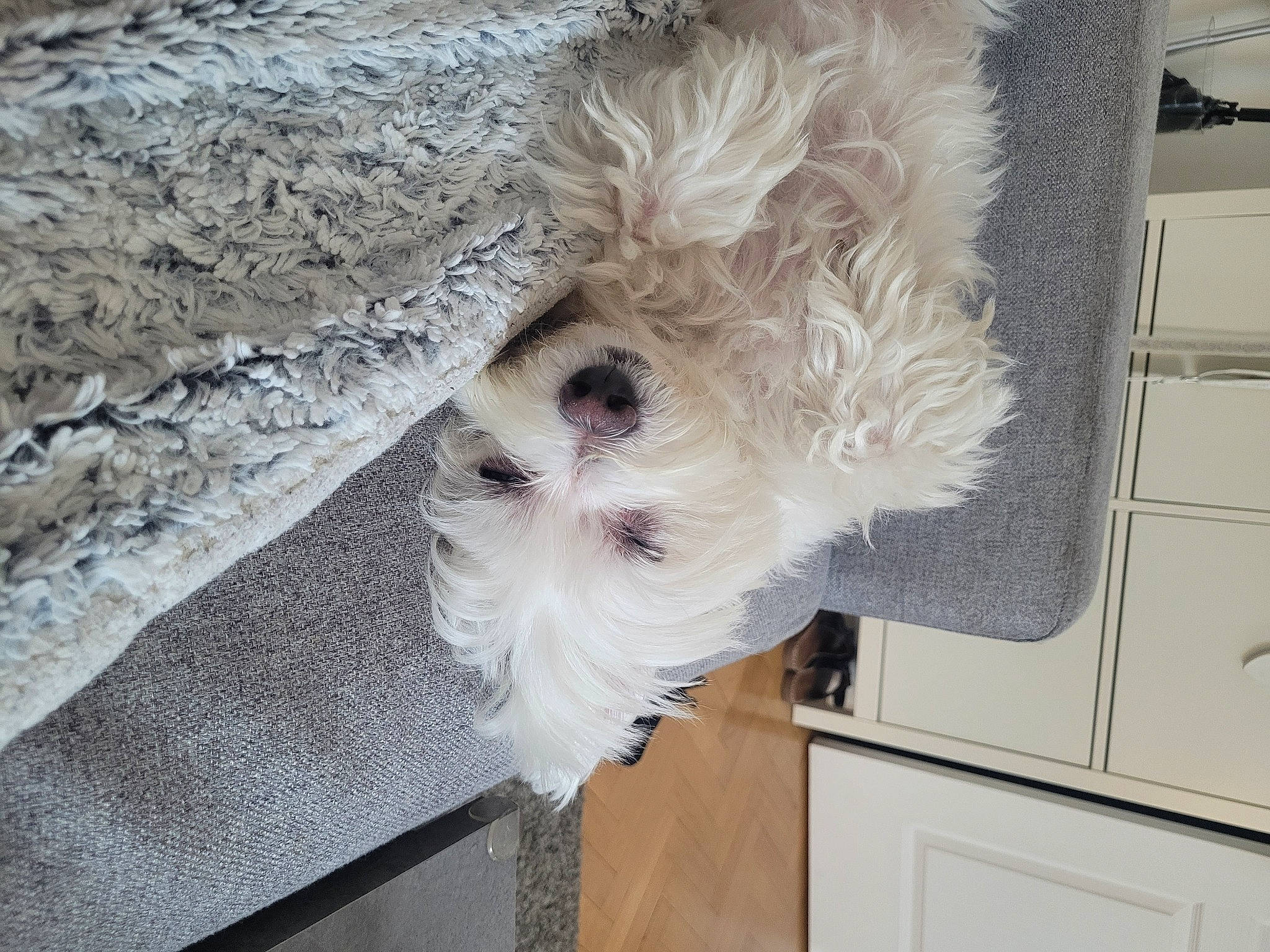 Linki participe au concours pour gagner de l'argent avec cette photo : canidae, carnivore, companion_dog, dog, dog_breed, fawn, flooring, fur, hardwood, room, small_terrier, snout, sporting_group, tail, terrier, toy, toy_dog, whiskers, wood, working_animal