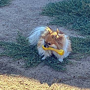 Sasha is registered to the contest to win money with this photo: animal, canine, cute, daytime, dirt, dog, fluffy, fur, grass, ground, nature, outdoor, pet, playful, pomeranian, sitting, small_dog, sunlight, toy, yellow_bone