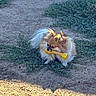 animal, canine, cute, daytime, dirt, dog, fluffy, fur, grass, ground, nature, outdoor, pet, playful, pomeranian, sitting, small_dog, sunlight, toy, yellow_bone
