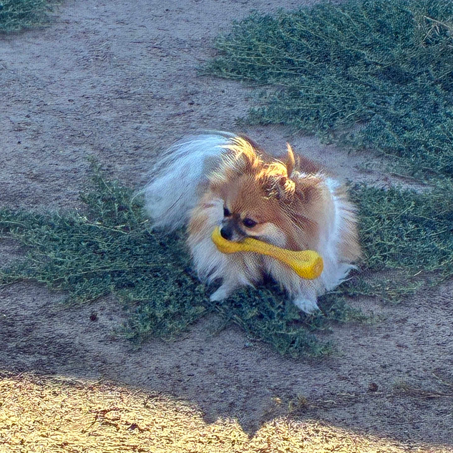 Sasha is registered to the contest to win money with this photo: animal, canine, cute, daytime, dirt, dog, fluffy, fur, grass, ground, nature, outdoor, pet, playful, pomeranian, sitting, small_dog, sunlight, toy, yellow_bone