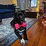 Onyx joined the competition — help win amazing prizes! dog, black_dog, bow_tie, pink_bow_tie, living_room, rug, wooden_floor, string_lights, window, curtains, couch, christmas_tree, decorations, holiday, pet, indoor, cozy, cute, posing, head_tilt