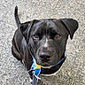 dog, black_dog, pet, animal, bandana, leash, looking_up, outdoor, floor, stone_floor, cute, ears, tail, nose, whiskers, collar, brown_eyes, sitting, portrait, close_up