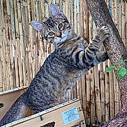 Filou a rejoint le concours — aidez-le/la à gagner de superbes lots ! cat, tabby_cat, kitten, climbing, crate, wooden_fence, tree, paw, whiskers, ears, eye_contact, outdoor, grass, box, curious, portrait, nature, bamboo_fence, wood, pet
