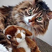 Titi a rejoint le concours — aidez-le/la à gagner de superbes lots ! cat, stuffed_animal, bunny, plush_toy, tabby, furry, green_eyes, close_up, indoor, cozy, couch, pet, animal, whiskers, cute, relaxed, soft, friendship, fur, portrait