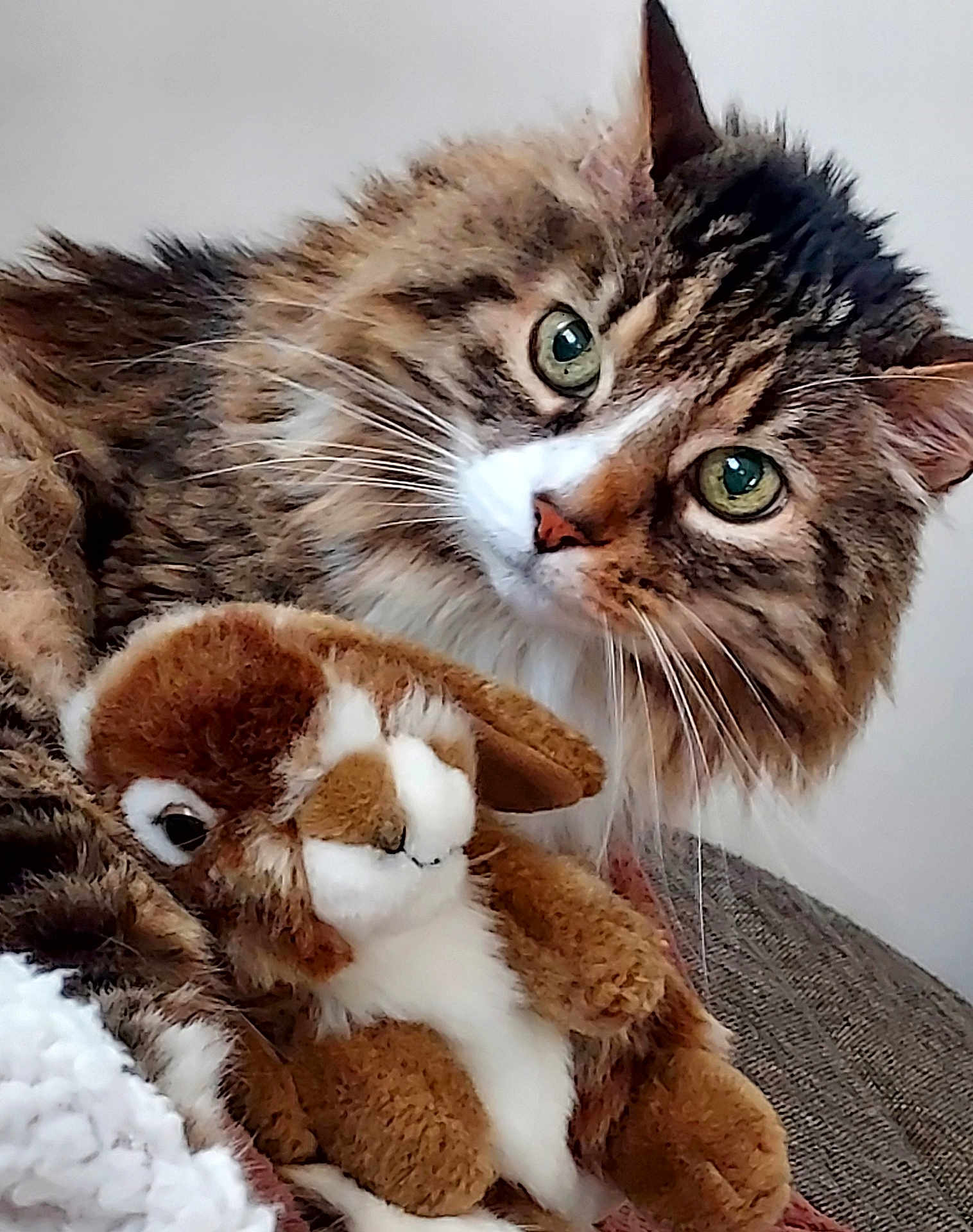Titi a rejoint le concours — aidez-le/la à gagner de superbes lots ! cat, stuffed_animal, bunny, plush_toy, tabby, furry, green_eyes, close_up, indoor, cozy, couch, pet, animal, whiskers, cute, relaxed, soft, friendship, fur, portrait