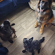 Holly is registered to the contest to win money with this photo: animal, black_fur, blanket, brown_fur, companion, couch, dog, domestic, ears_up, flooring, fur_texture, happy, indoor, large_dog, looking_up, medium_dog, pet_bed, small_dog, three_dogs, wood_floor