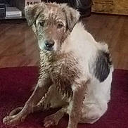 Misty joined the competition — help win amazing prizes! dog, muddy, indoor, carpet, sitting, animal, pet, brown, white, black_spot, floor, wooden_crate, electronics, guilty_look, fur, ears, face, four_legs, household, background