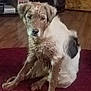 dog, muddy, indoor, carpet, sitting, animal, pet, brown, white, black_spot, floor, wooden_crate, electronics, guilty_look, fur, ears, face, four_legs, household, background
