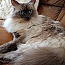 Ushka participe au concours pour gagner de l'argent avec cette photo : cat, fluffy, blue_eyes, couch, leather, indoor, pet, feline, long_fur, relaxed, resting, animal, whiskers, close_up, home, cozy, pillow, brown, domestic, portrait