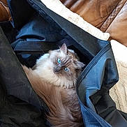 Ushka a rejoint le concours — aidez-le/la à gagner de superbes lots ! animal, bag, black_bag, blue_eyes, cat, close_up, cozy, cushion, domestic_animal, feline, fluffy, fur, home, indoor, leather_couch, looking_at_camera, mammal, pet, relaxed, resting