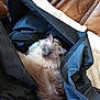 animal, bag, black_bag, blue_eyes, cat, close_up, cozy, cushion, domestic_animal, feline, fluffy, fur, home, indoor, leather_couch, looking_at_camera, mammal, pet, relaxed, resting
