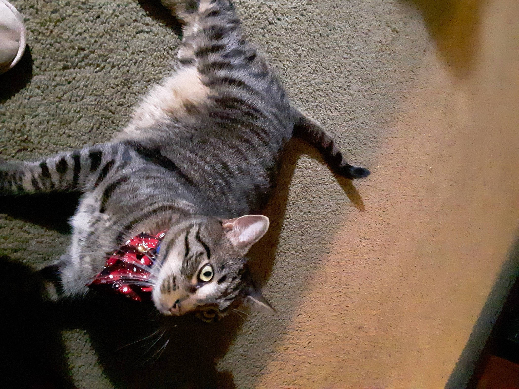 Buttons joined the competition — help win amazing prizes! carnivore, cat, claw, domestic_short_haired_cat, felidae, fur, grey, paw, small_to_medium_sized_cats, snout, tail, terrestrial_animal, whiskers, wildlife