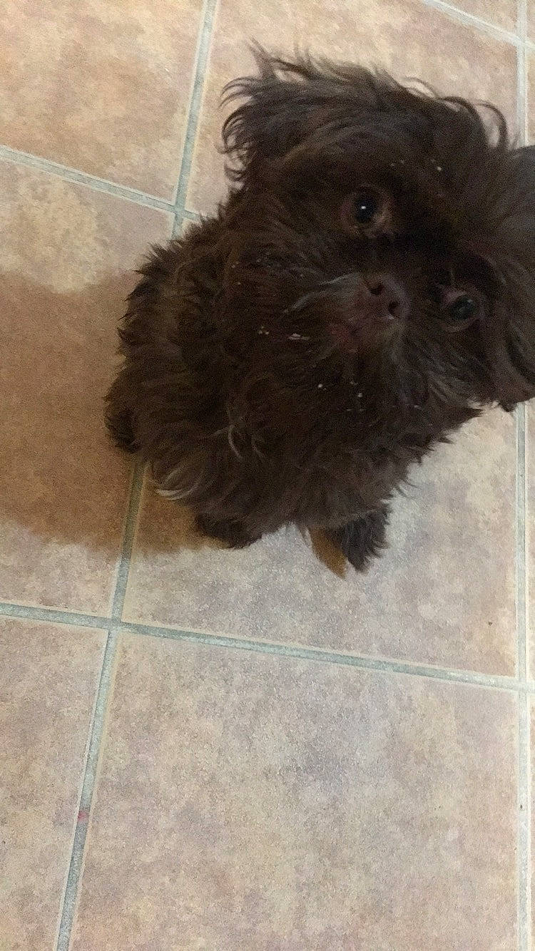 Bear joined the competition — help win amazing prizes! affenpinscher, bolonka, cairn_terrier, carnivoran, chinese_imperial_dog, cockapoo, companion_dog, dog, dog_breed, dog_breed_group, dog_like_mammal, havanese, lhasa_apso, morkie, poodle_crossbreed, puppy, schnoodle, shih_tzu, sporting_group, toy_dog